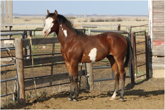 Hillview Paints and Quarter Horses - Horses for sale SK