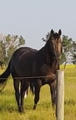 Hillview Paints and Quarter Horses - SK
