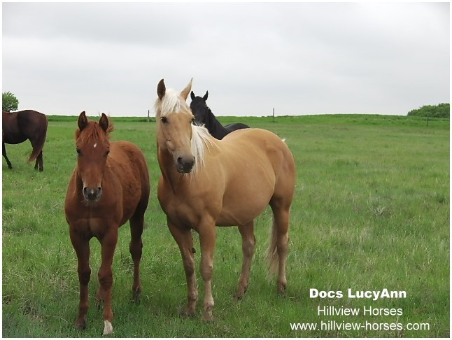 Hillview Paints and Quarter Horses for sale - SK